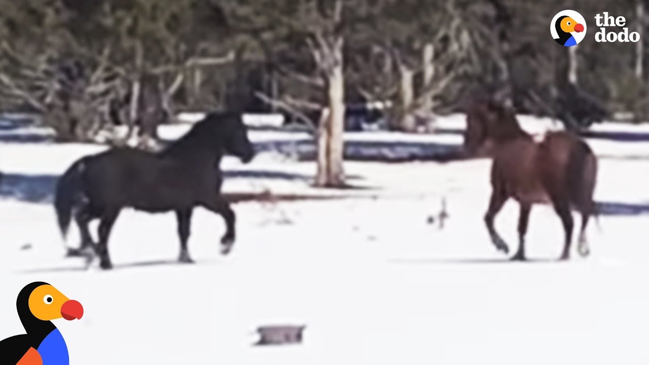 Two Horses are Reunited After Six Months Apart